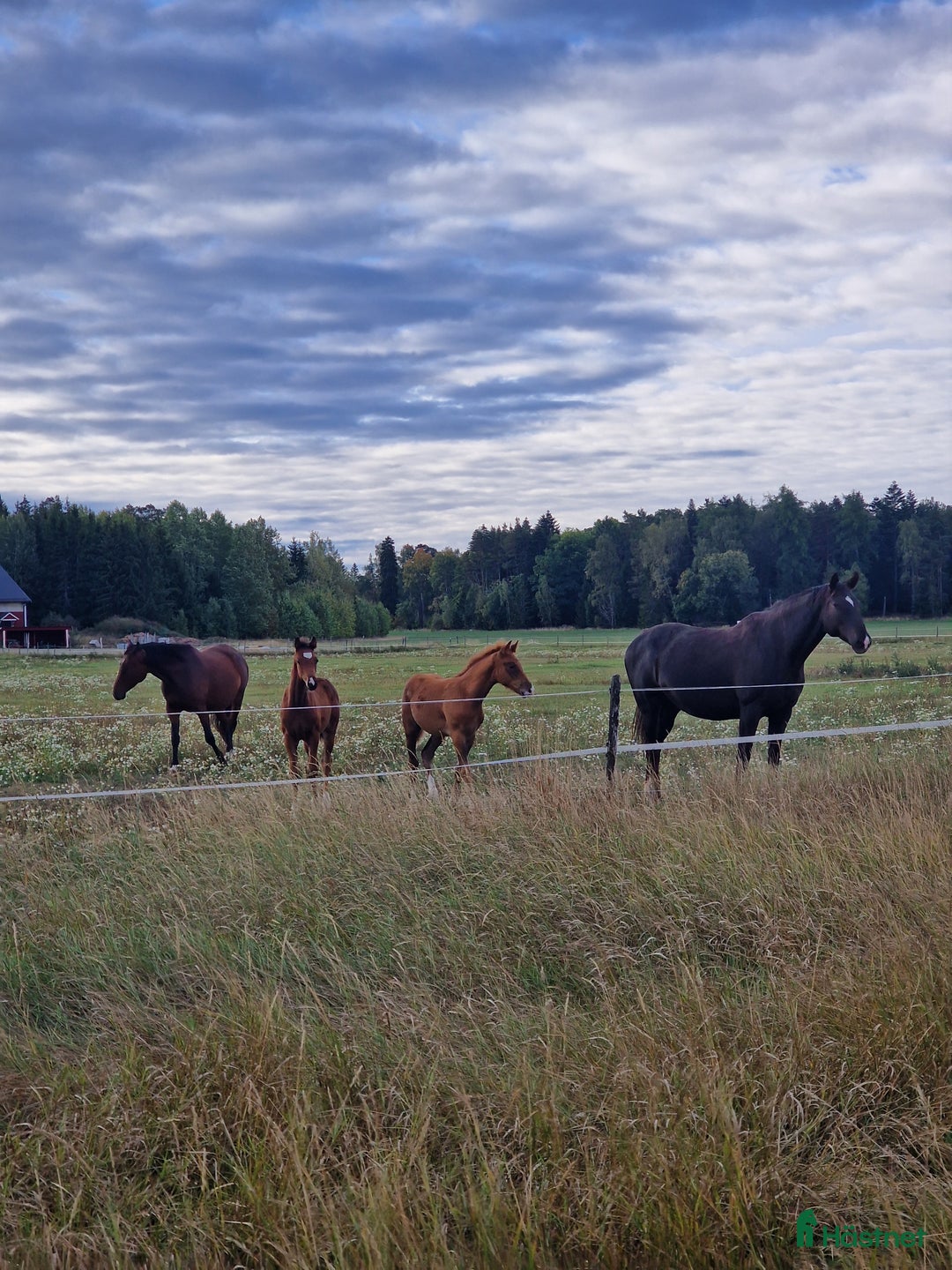  stallplats finnes: Lösdriftsplater finns att tillgå  i Ransta - Annons 3