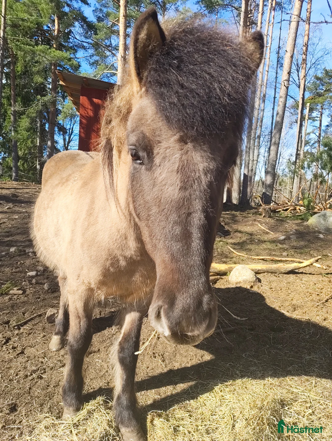 Island hästar till salu: Tölthäst - Annons 2