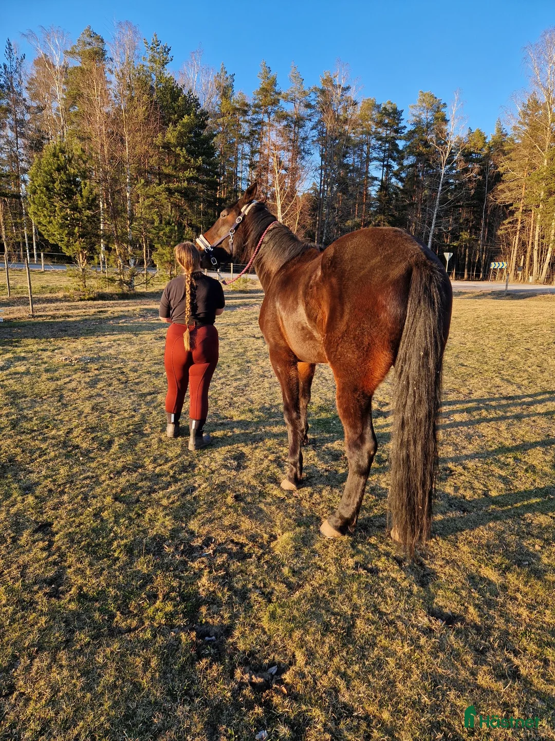  foderhäst finnes: Kärleksfull kille i Kil - Annons 2