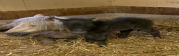 Allround hästar till salu: Mini-shettisvalacker Bosse & Buster (halvbröder) - Annons 7