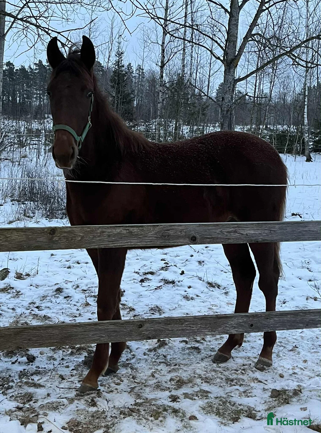 Trav hästar till salu: SNYGG ETTÅRING i Norrköping - Annons 2