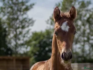 Dressyr hästar till salu: Mycket fin åring med topp dressyrstam! i Hörby - Annons 1