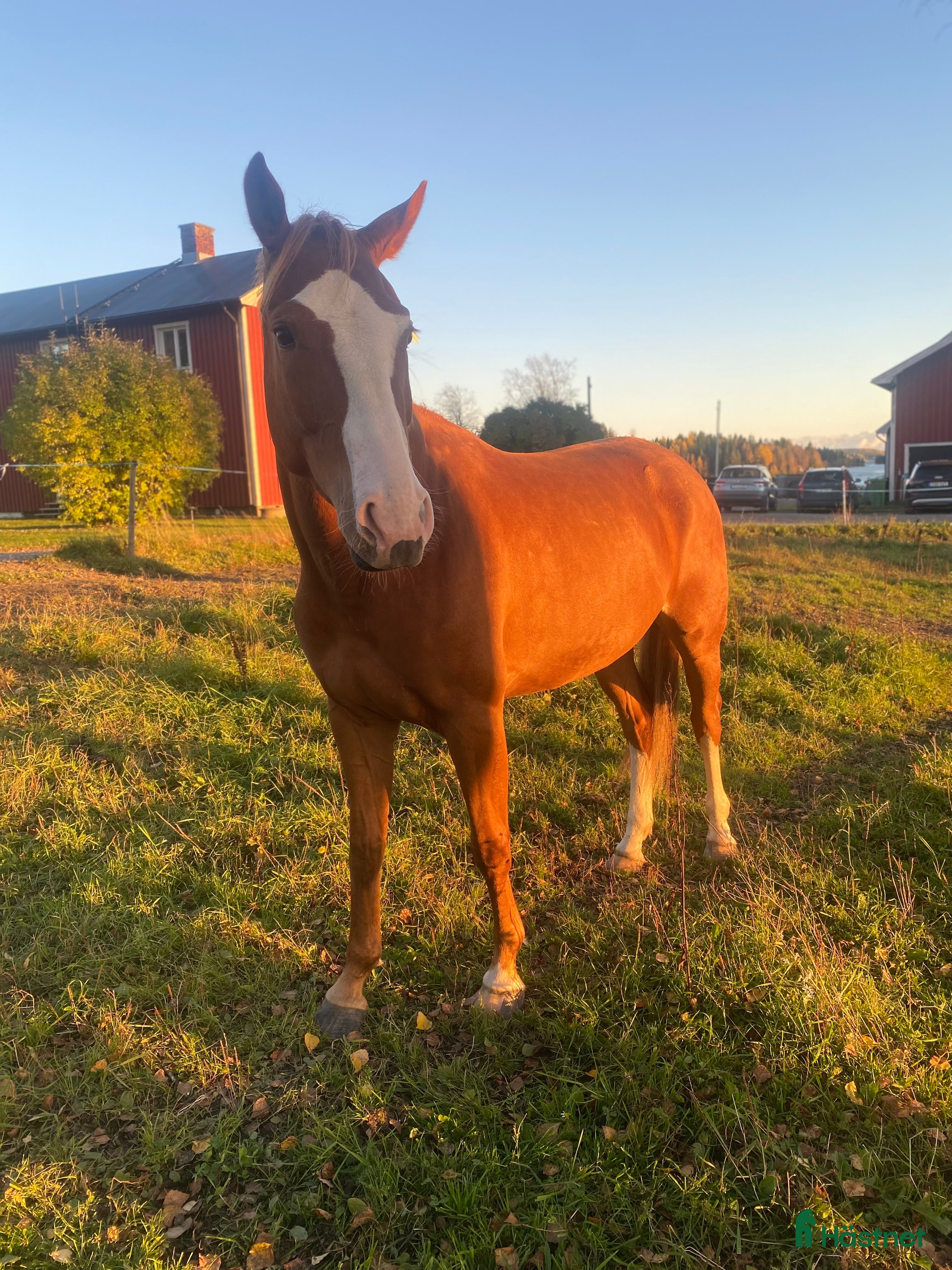  hästar 4,5 årigt sto  - Annons 3