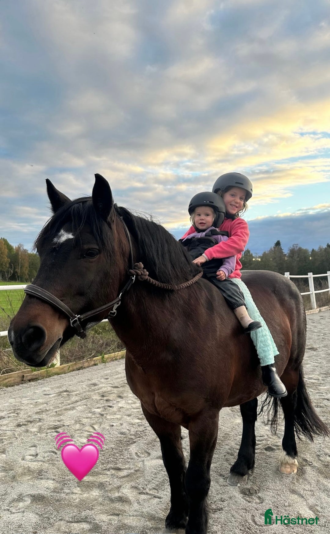 Sällskap hästar sökes: Minishettis till sällskap i Gustafs - Annons 1