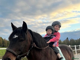 hästar Minishettis till sällskap i Gustafs - Annons 6