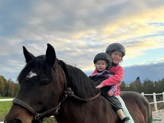 hästar Minishettis till sällskap i Gustafs - Annons 11