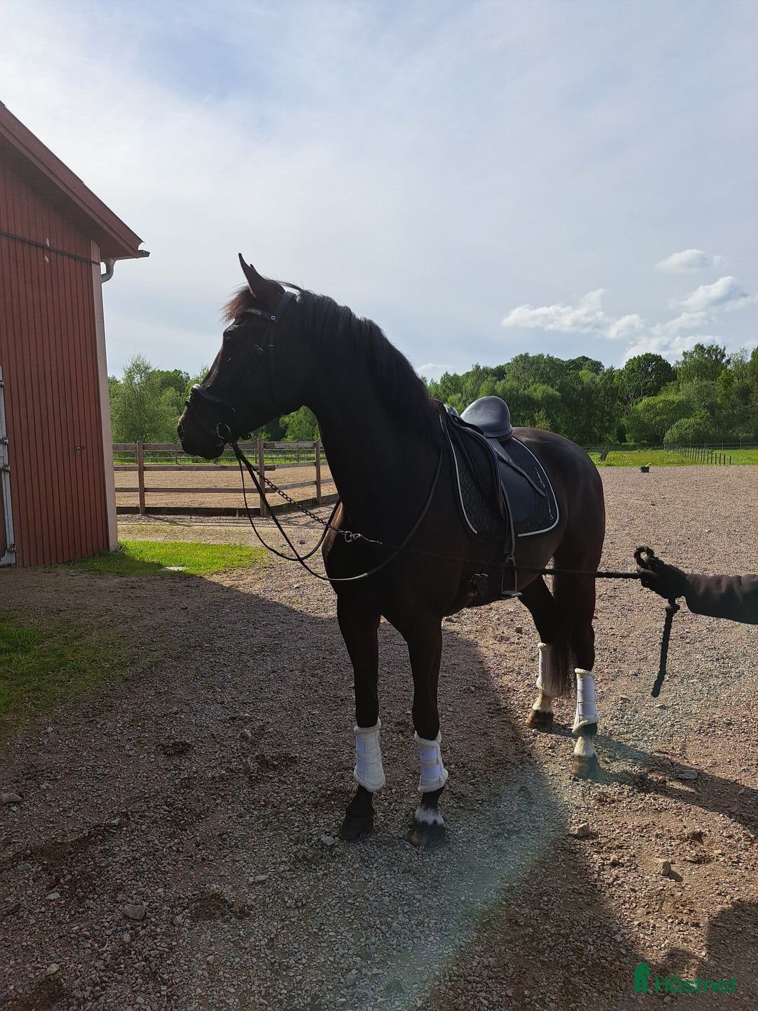 Dressyr hästar till salu: Trygg lovande unghäst med GP möderne i Hörby - Annons 5