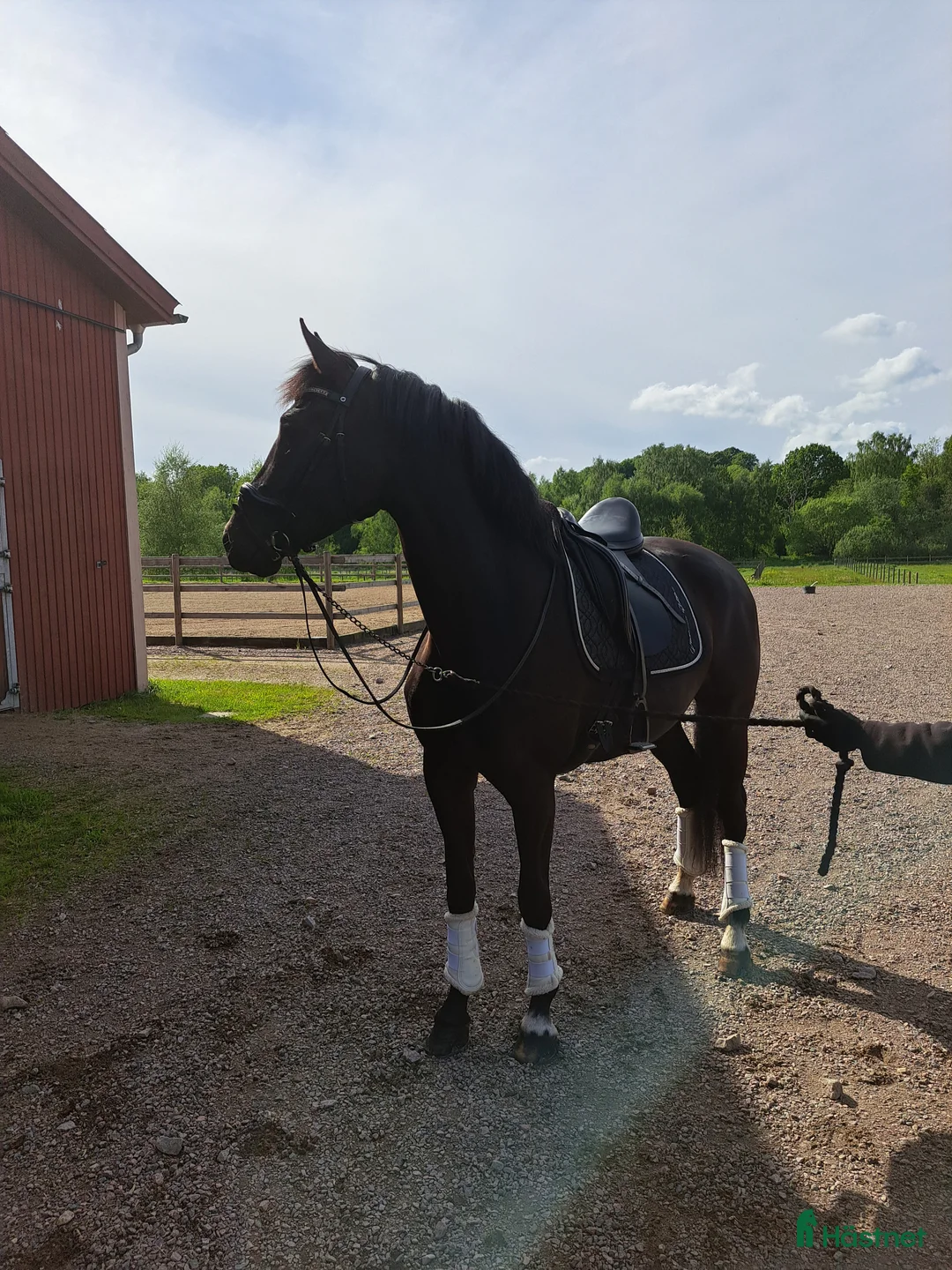 Dressyr hästar till salu: Trygg lovande unghäst med GP möderne - Annons 5
