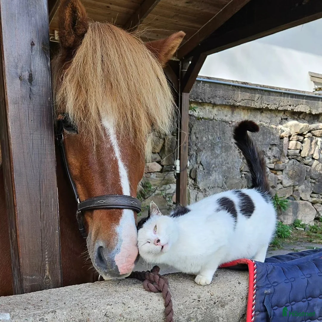 Island hästar till salu: Härlig mysfarbror i Höör - Annons 4