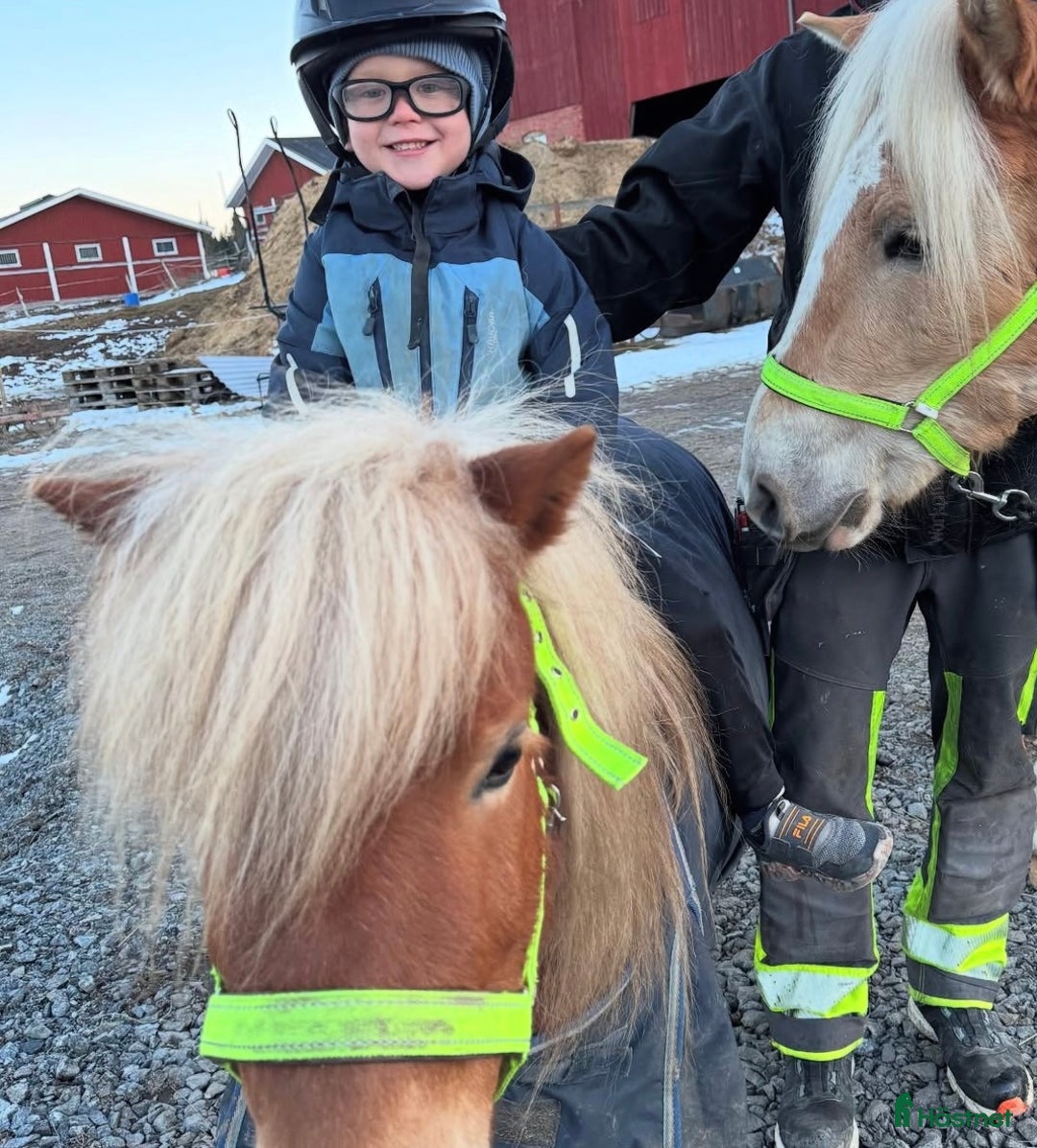 Allround hästar till salu: Underbar Shetlandsponny  i Årjäng - Annons 4