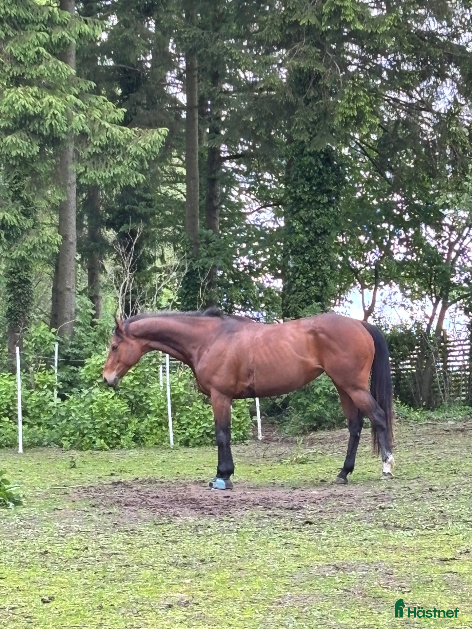  hästar Världens snällaste sto - Annons 14