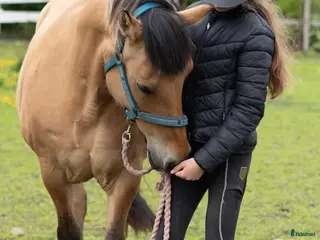 Allround hästar sökes: Medryttare finnes i Helsingborg - Annons 1