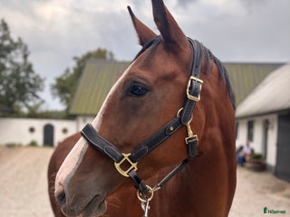 hästar i Kungsbacka - Annons 16