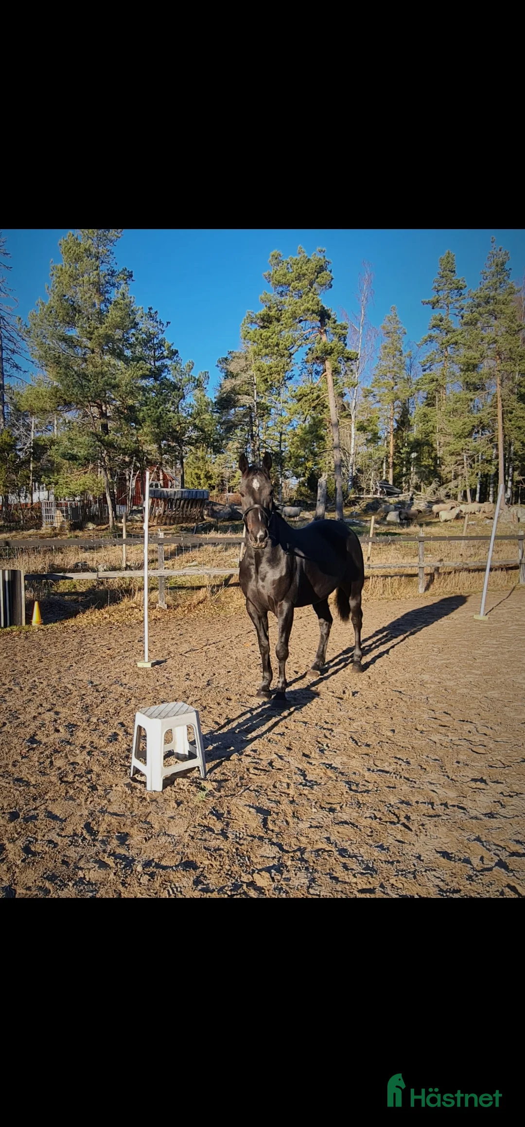 Allround hästar till salu: Världens finaste häst - Annons 10