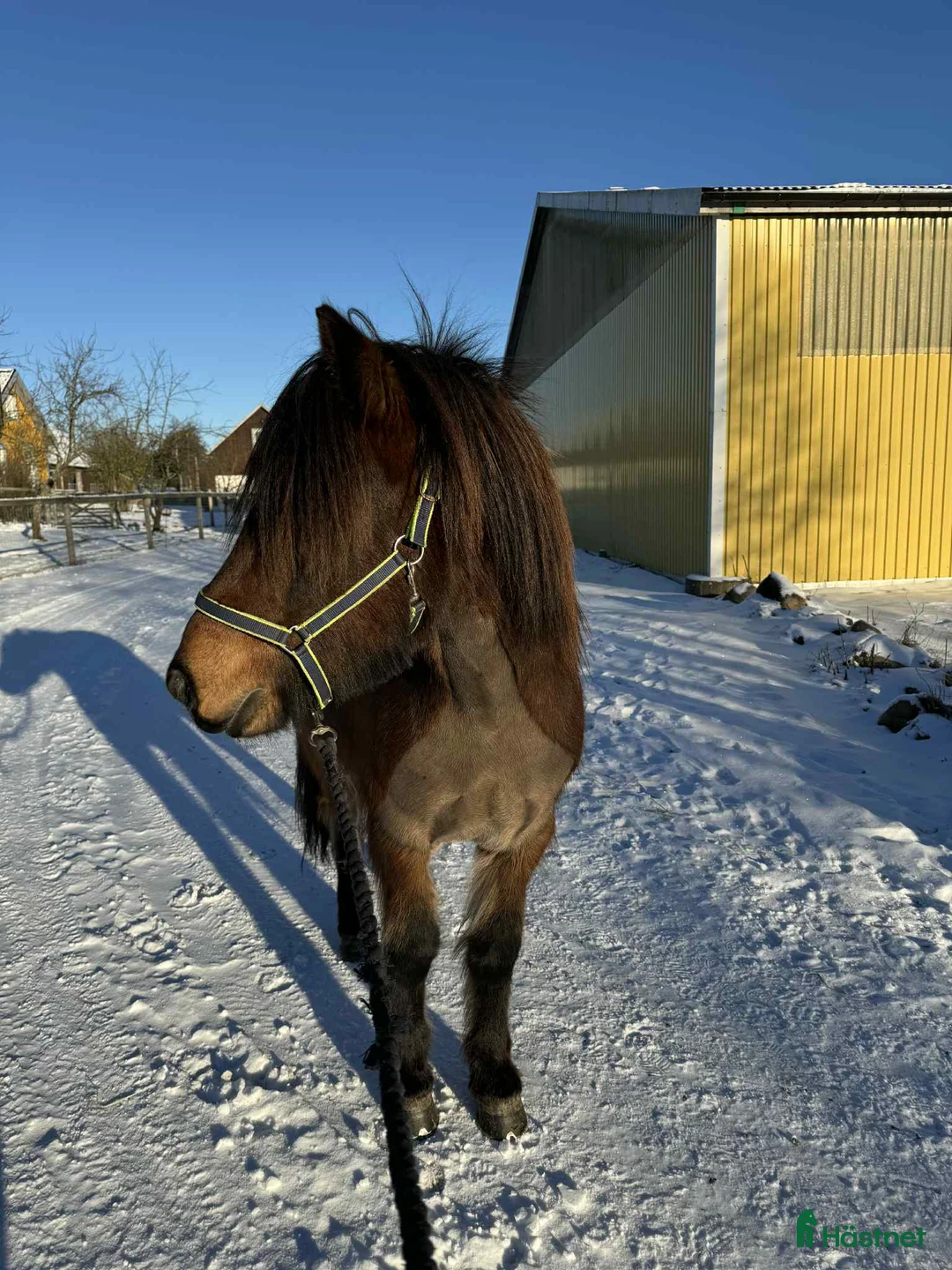 Island hästar till salu: 🌟Ung lovande supertalang!! - Annons 2