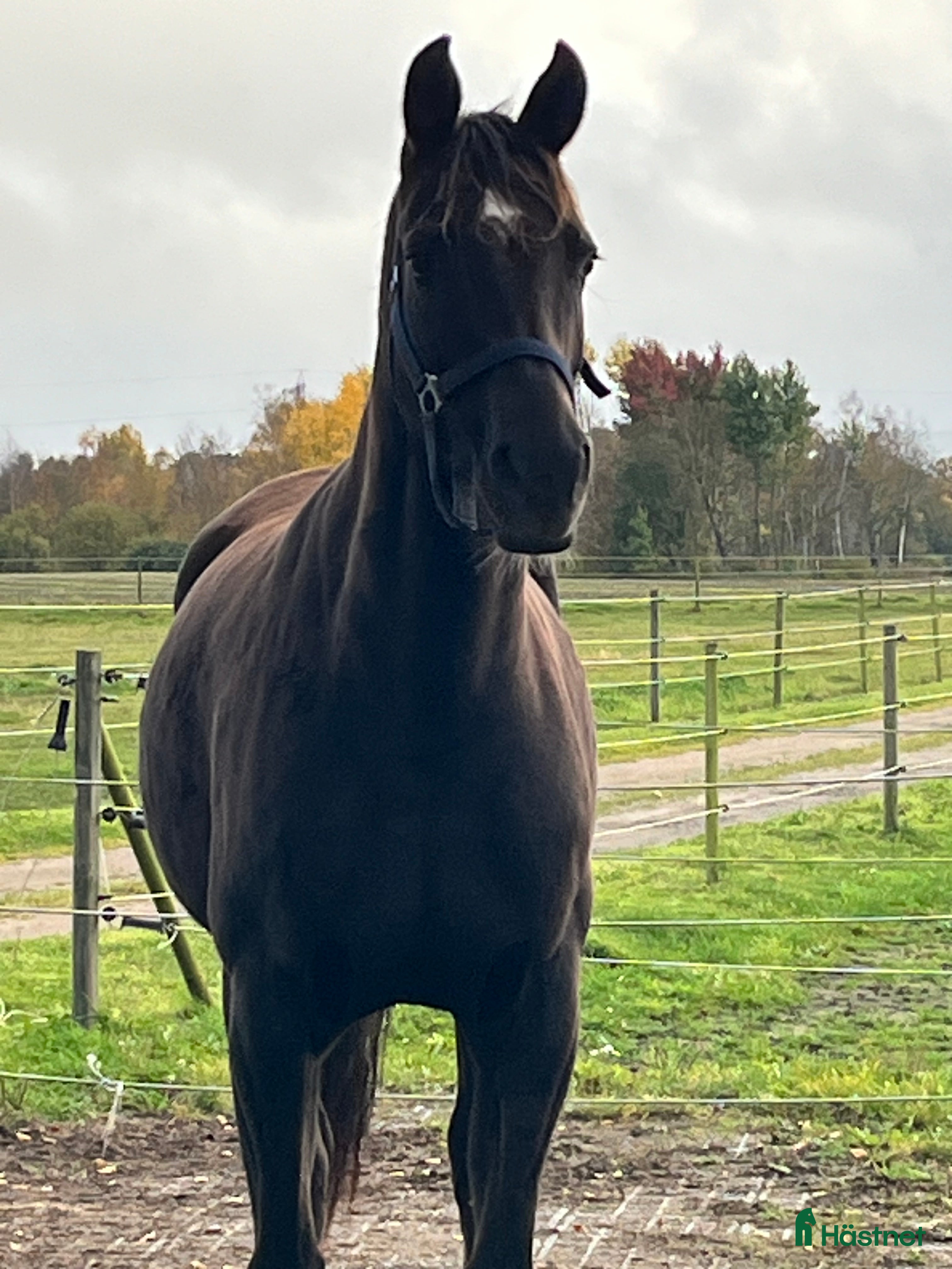  hästar Bonds/Fürst Heinrich i Klippan - Annons 12