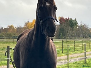 hästar Bonds/Fürst Heinrich i Klippan - Annons 12