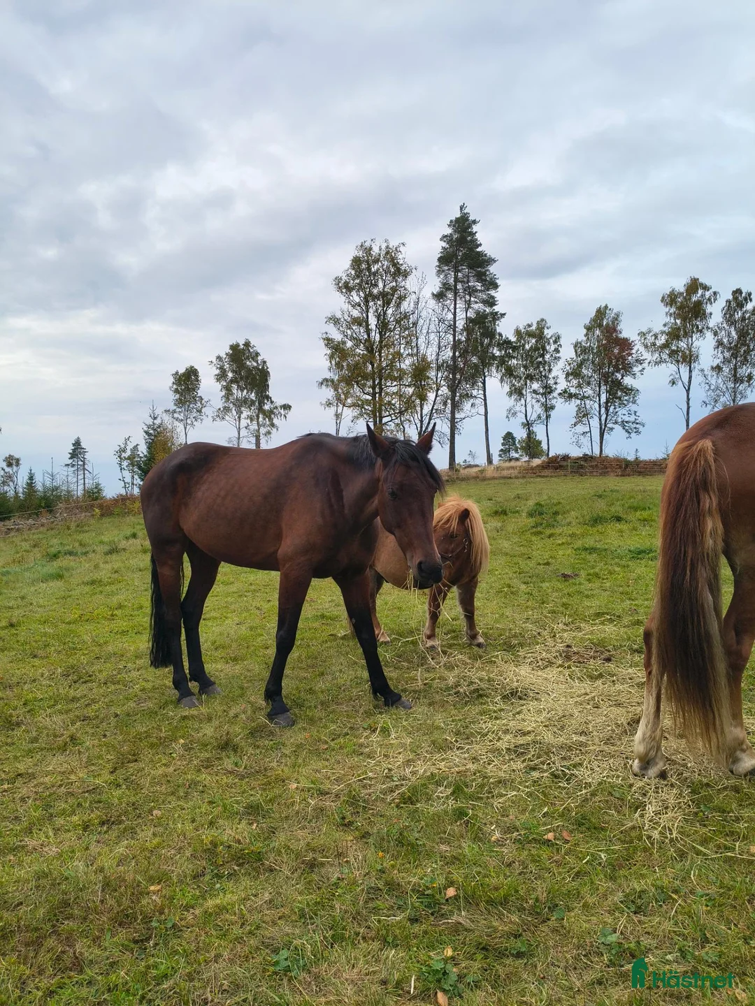 Allround hästar sökes: Varmblod/projekt sökes  - Annons 1