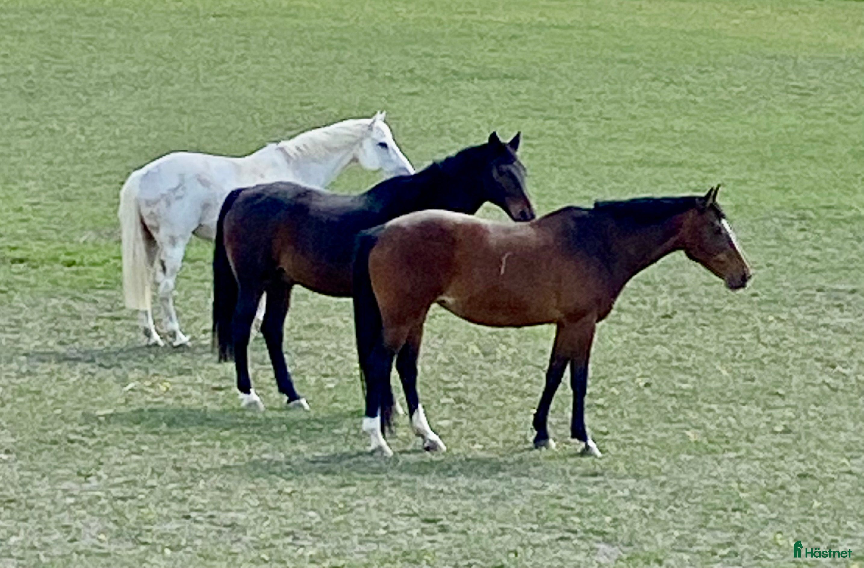  stallplats Boxplatser lediga i Upplands-Väsby - Annons 22