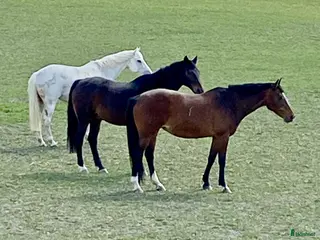 stallplats Boxplatser lediga i Upplands-Väsby - Annons 22