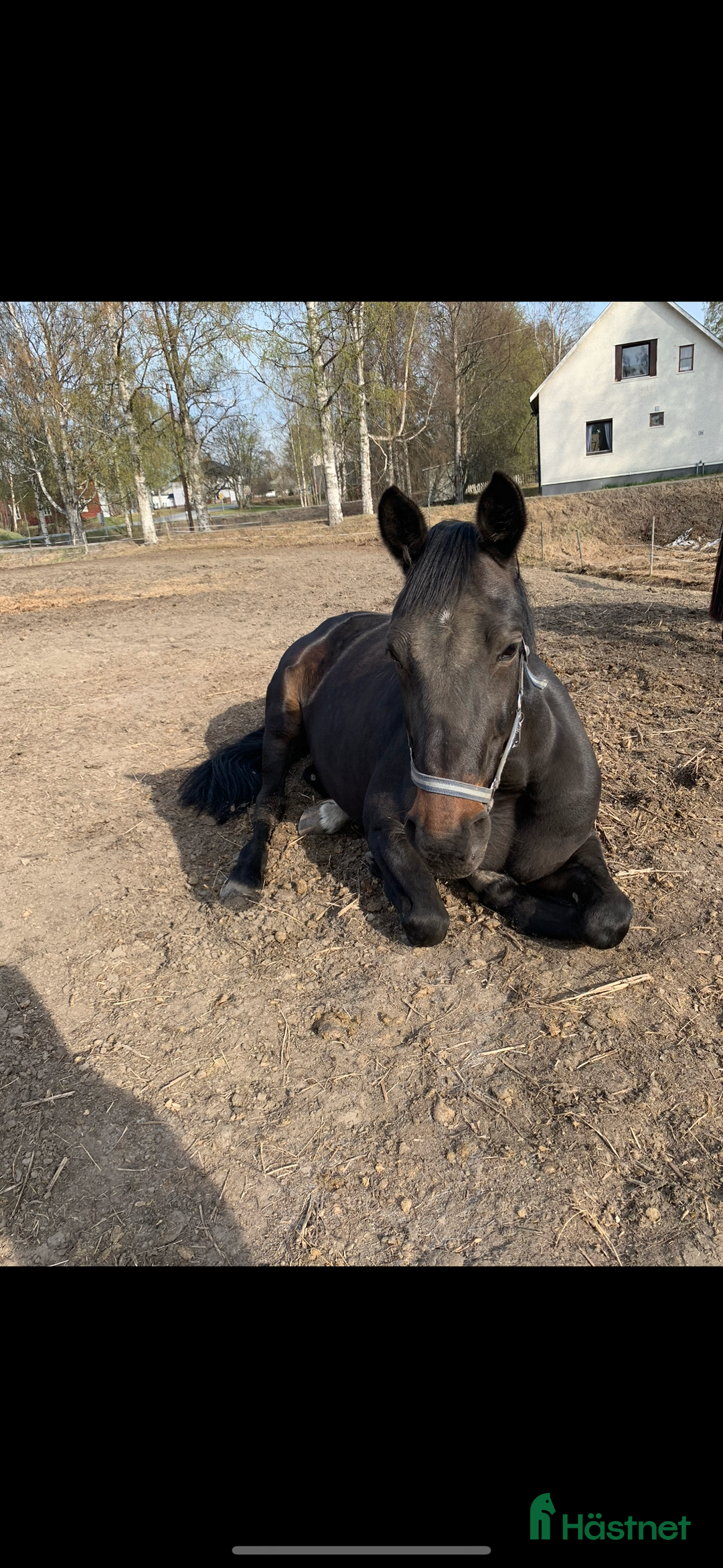 Sällskap hästar till salu: Sällskaps hästar säljes (mor och dotter) i Näsåker - Annons 6