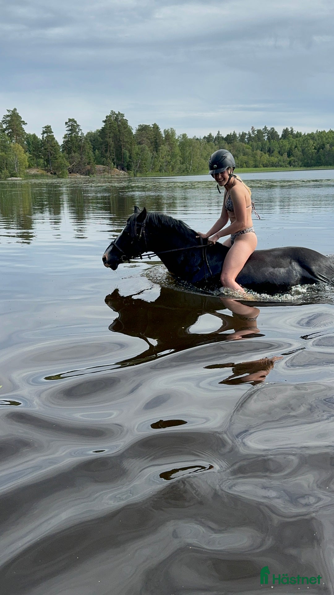Dressyr hästar till salu: Drömponny med stor framtid i Rimbo - Annons 5