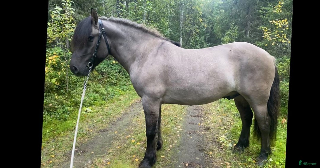 Allround hästar till salu: Nordsvensk valack  i Påläng - Annons 2