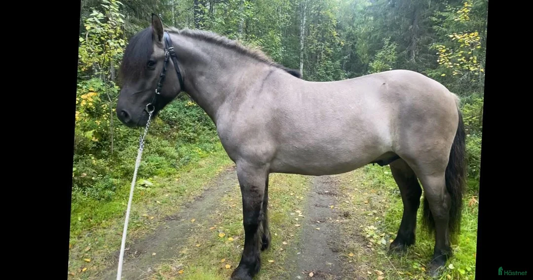 Allround hästar till salu: Nordsvensk valack  i Påläng - Annons 2