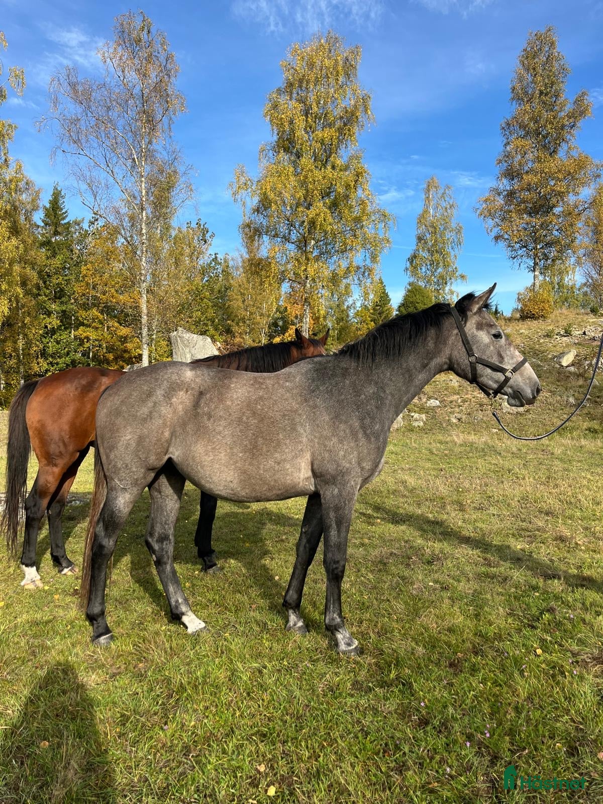 hästar Caressa V - framtidssto med toppstam  i Nybro - Annons 12
