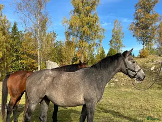 hästar Caressa V - framtidssto med toppstam i Nybro - Annons 12