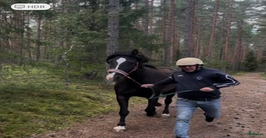  hästar i Örbyhus - Annons 4