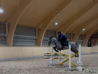 hästar Ponny med kapacitet i Borlänge - Annons 4