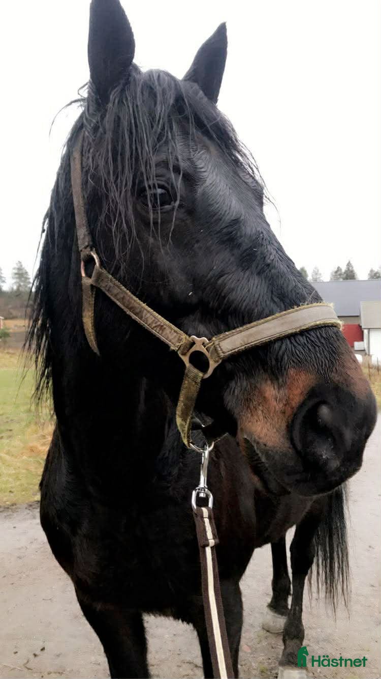 hästar Snäll allround kille ⭐️ - Annons 4