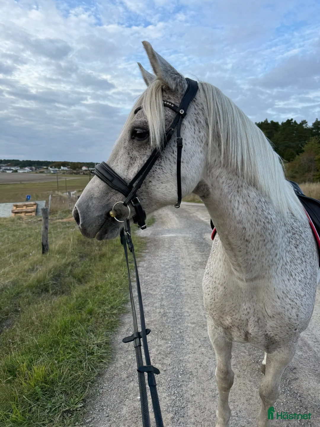 Allround hästar till salu: Connemara valack - Annons 2