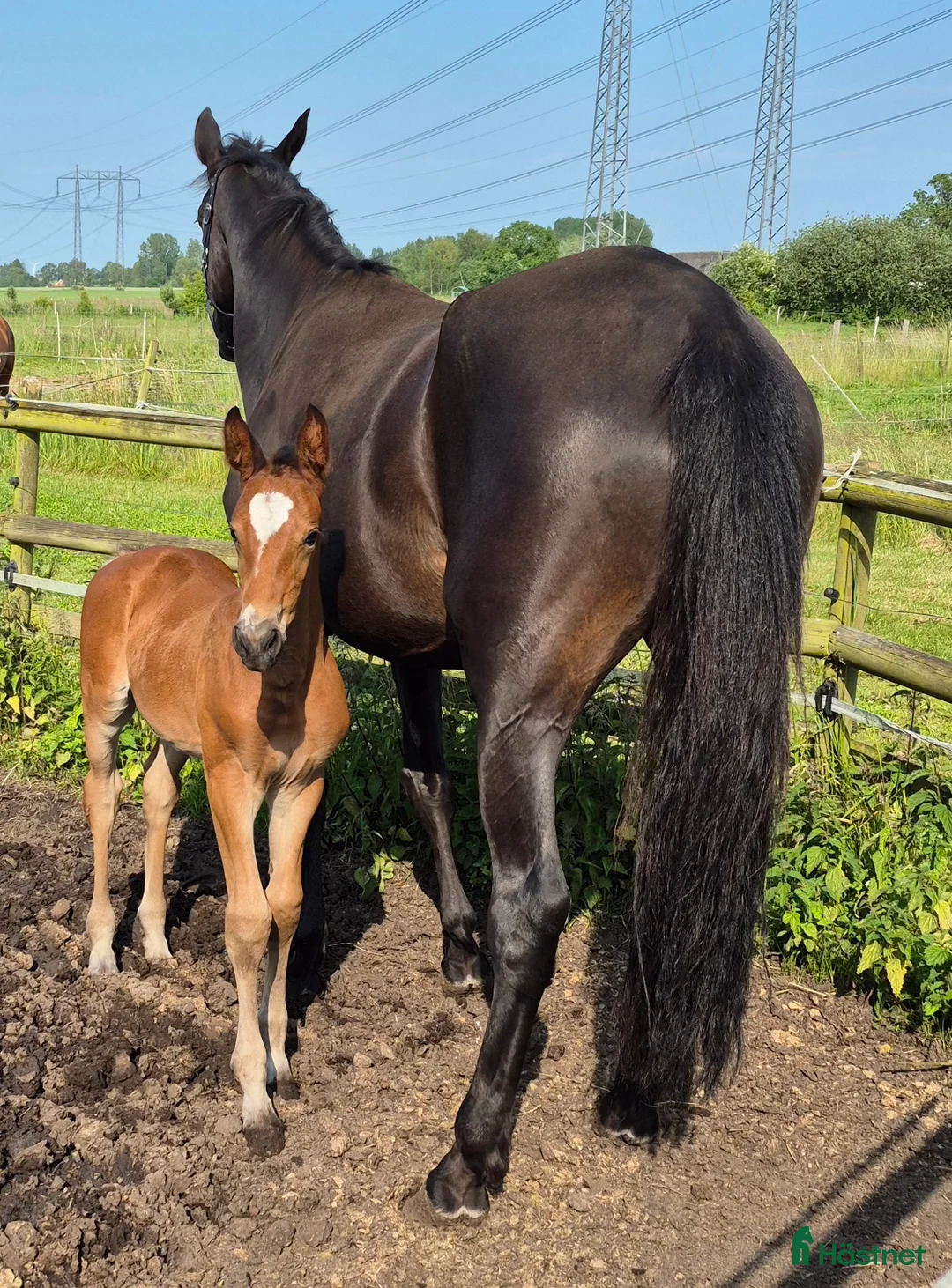 Hoppning hästar till salu: Sto Akarad Hero z - Levi VDL ev byta / bytes - Annons 2