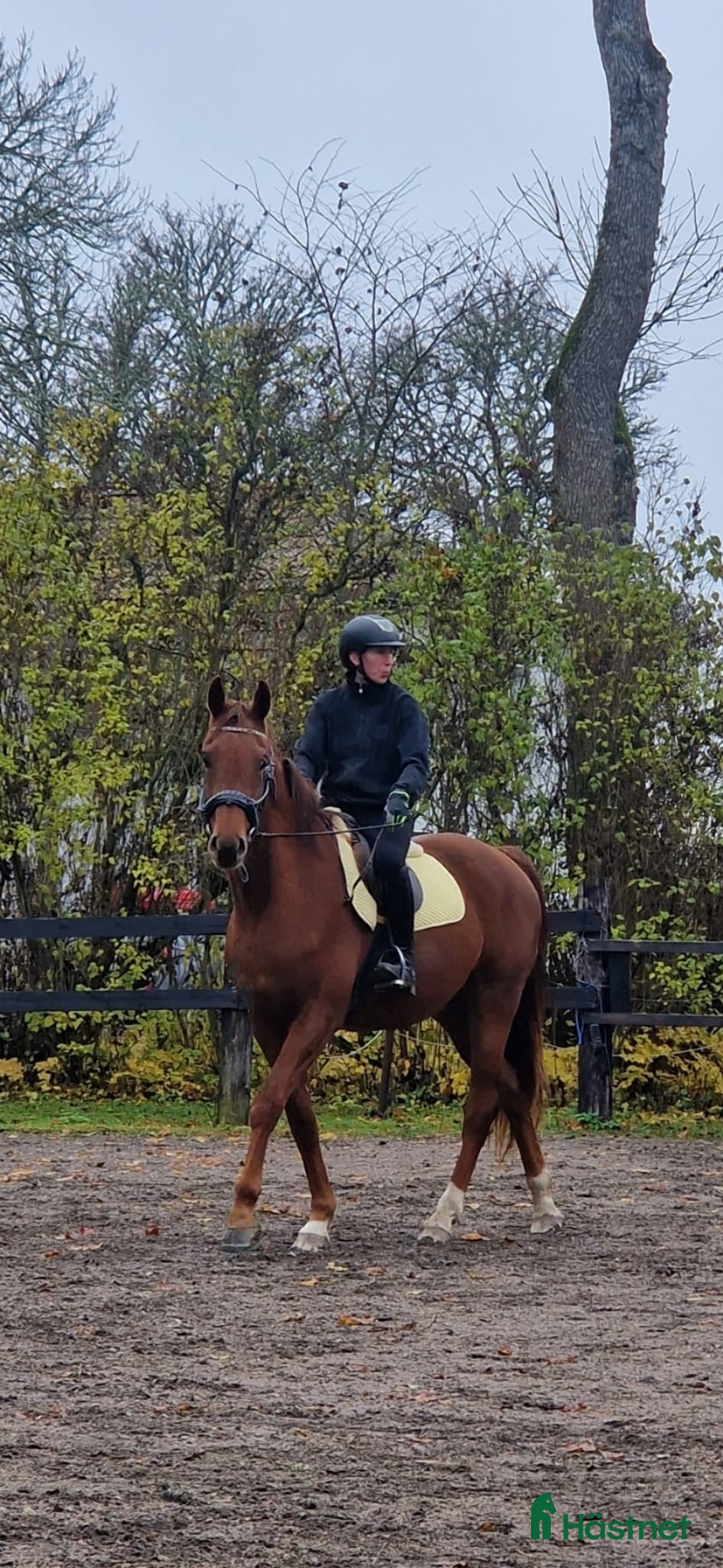  hästar Inriden SWB-valack till halva priset - Annons 2