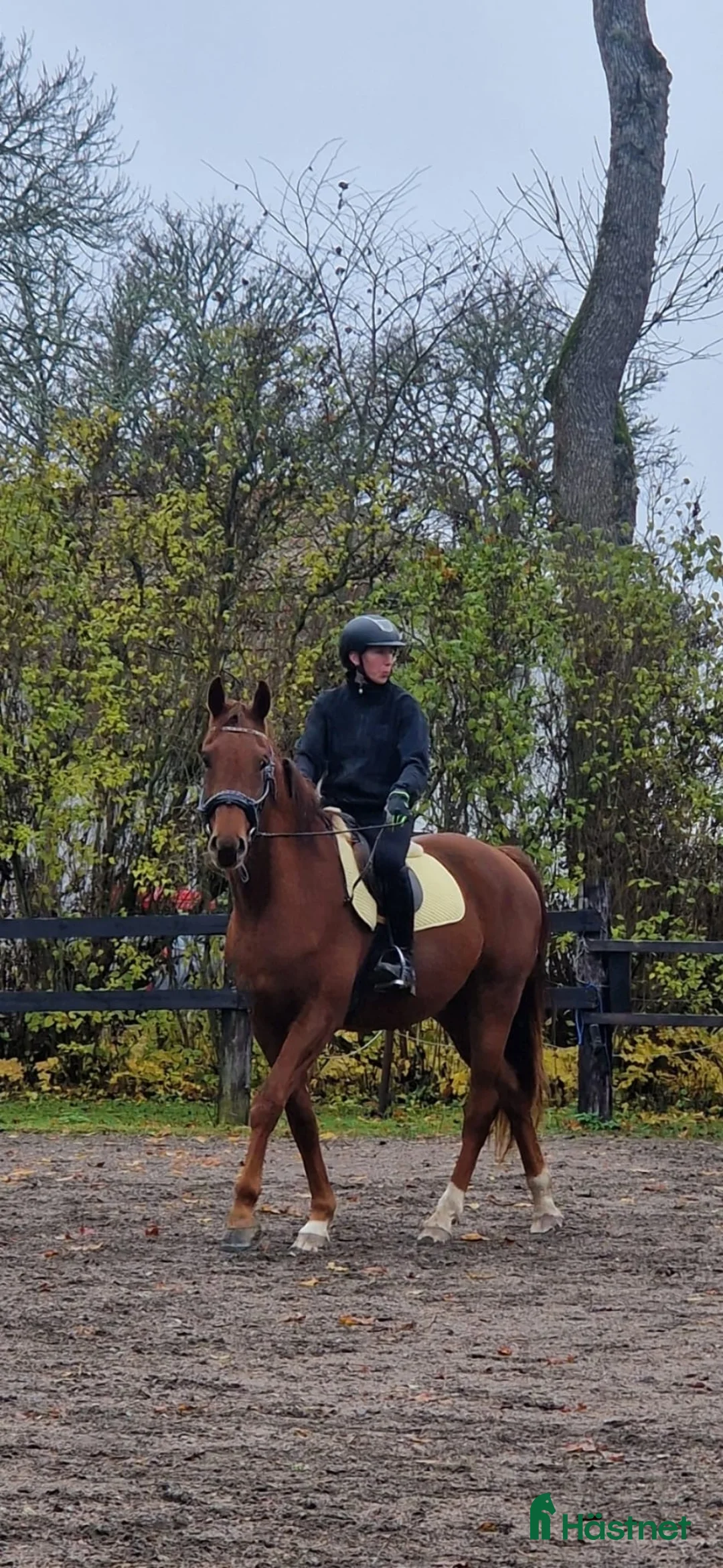 Dressyr hästar till salu: Inriden SWB-valack till halva priset - Annons 2