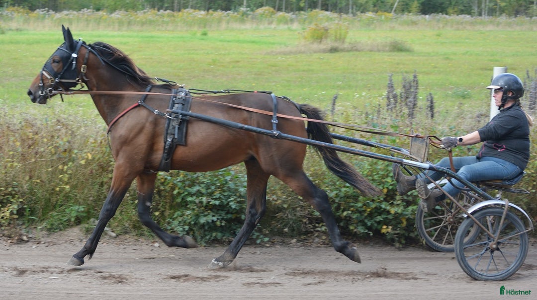 Trav hästar till salu: säljes efter Googoo Gaaga,  Redley Express i Tibro - Annons 1