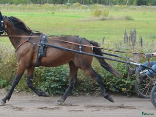 hästar säljes efter Googoo Gaaga, Redley Express i Tibro - Annons 8
