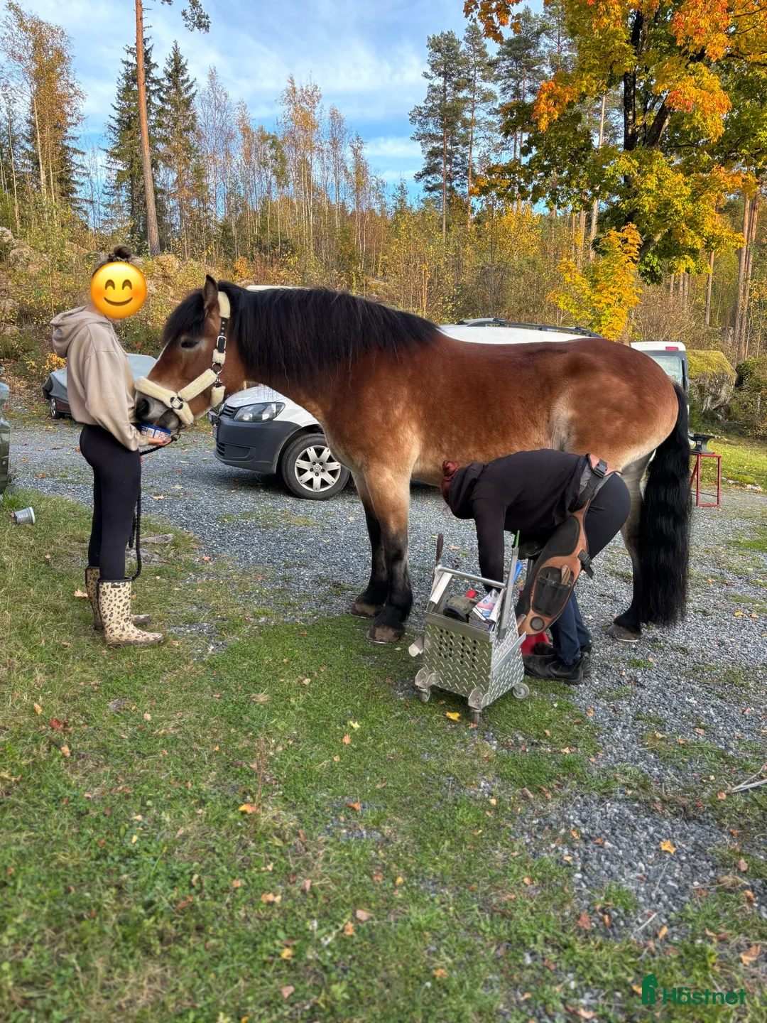 Allround hästar till salu: ⭐️Söker sin rätta människa⭐️ - Annons 2