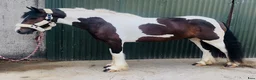 Allround hästar till salu: Coloured D pony - Annons 21