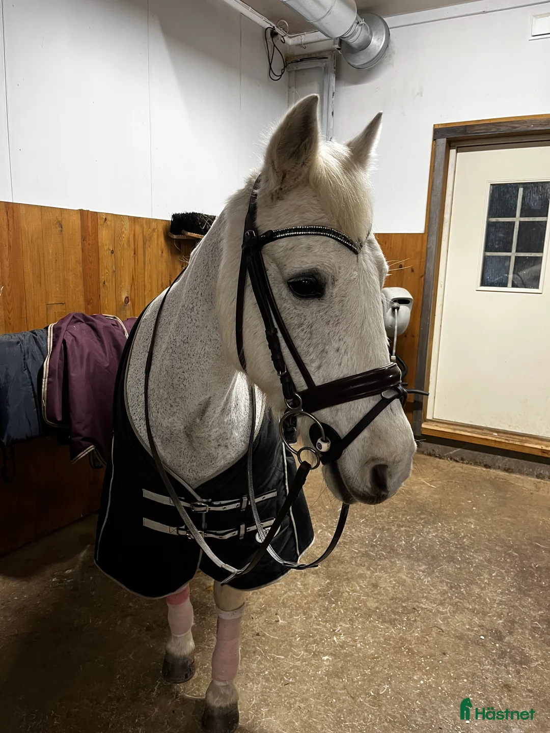 Allround hästar till salu: Trygg och snäll D-ponny – perfekt familjeponny i Skara - Annons 3