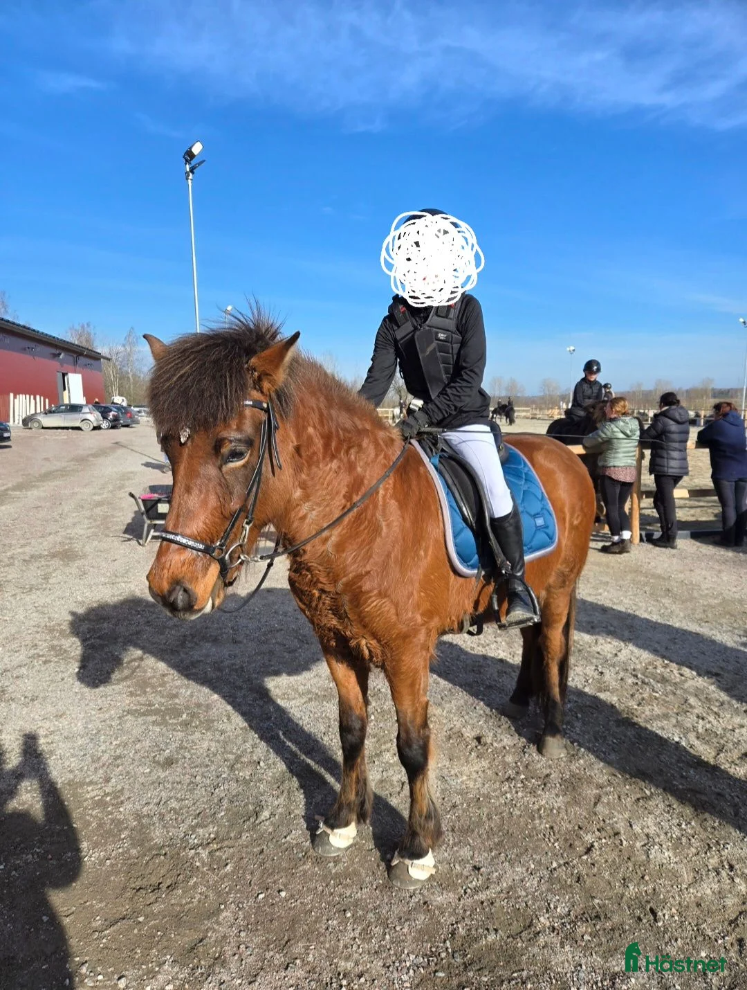 Island hästar till salu: Femgångssto med karaktär!  - Annons 2