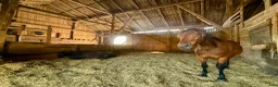  stallplats finnes: Lösdrift i Rosersberg med fullservice - Annons 4