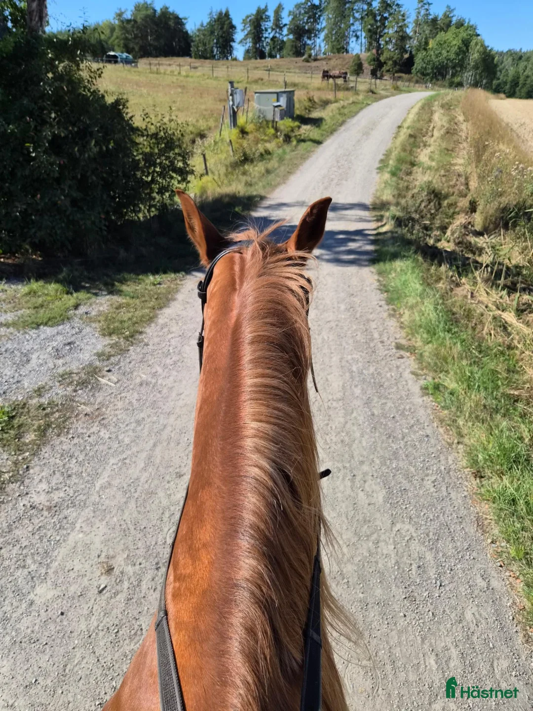  hästjobb finnes: Stalljobb sökes  i Södertälje - Annons 1