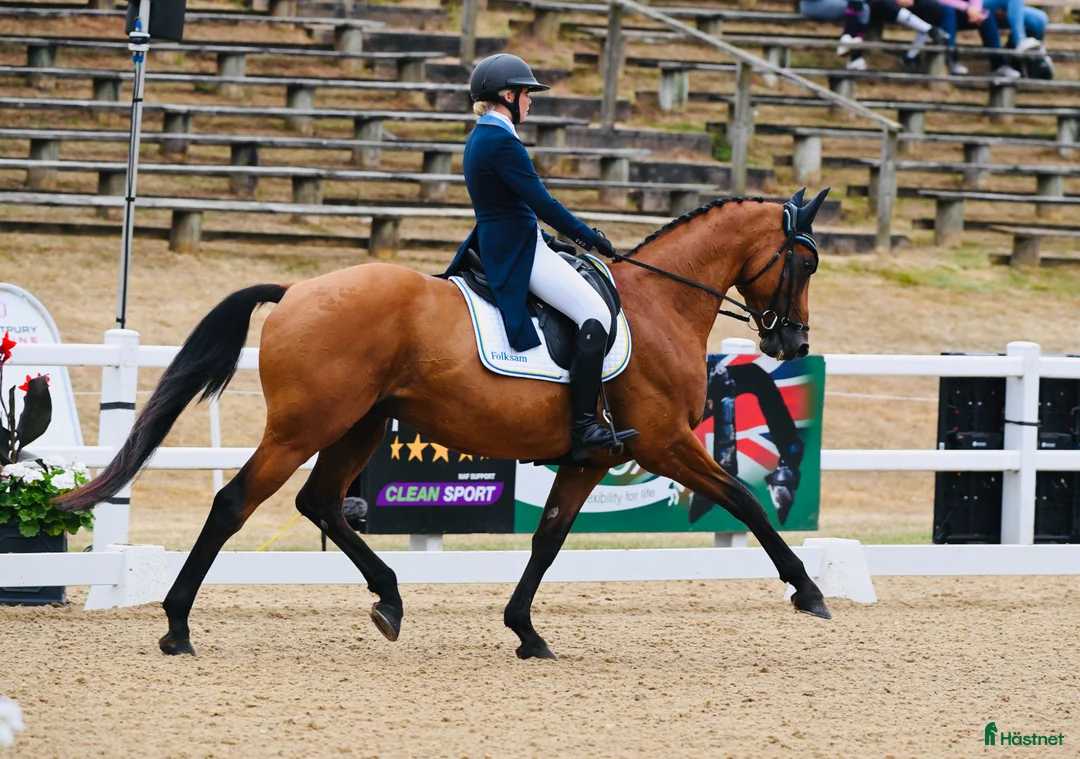  hästservice finnes: Träning, tävling och utbildning av häst  i Tranås - Annons 2