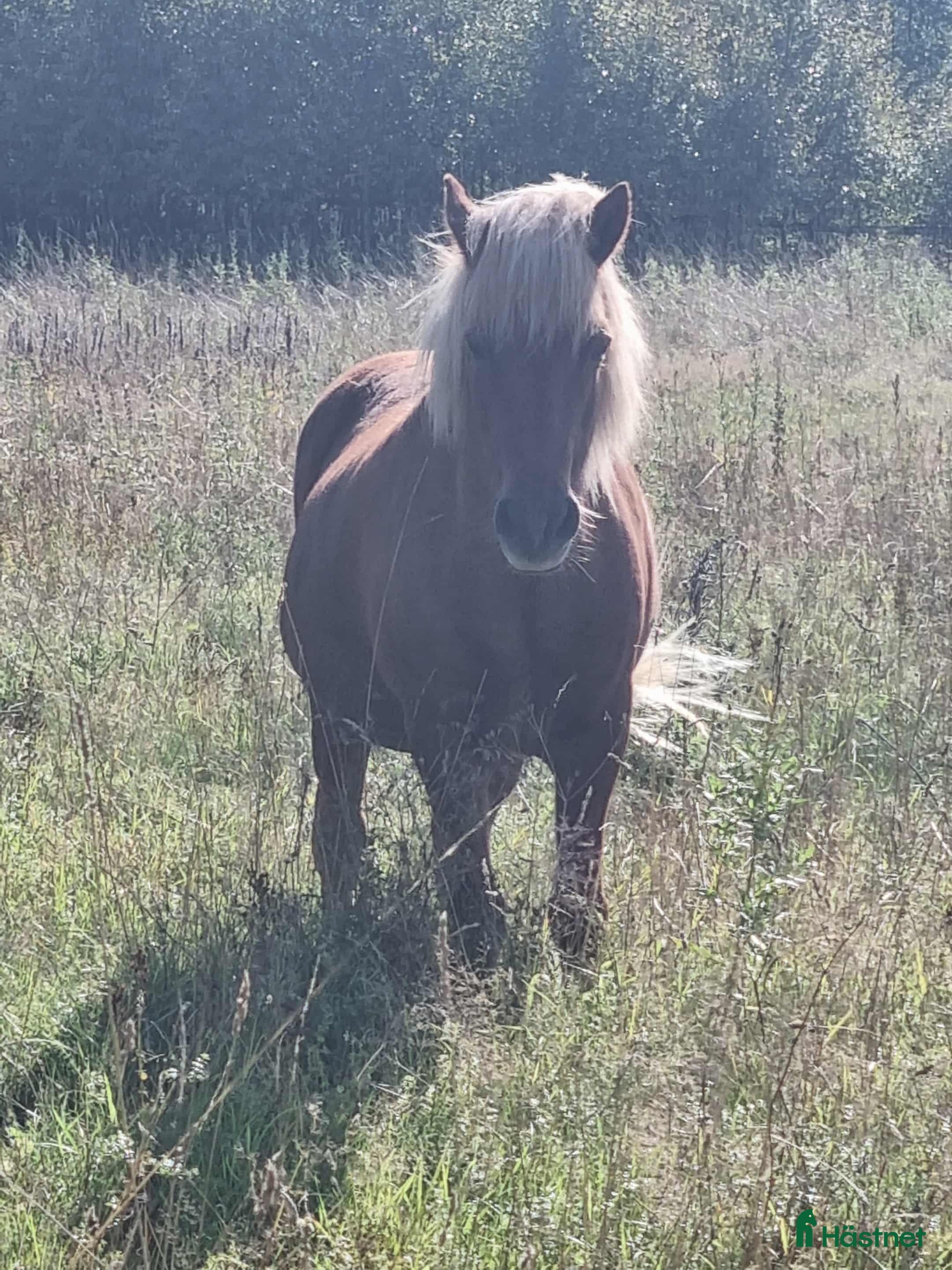  foderhäst Islandshästar söker Fodervärd  i Hägersten - Annons 1