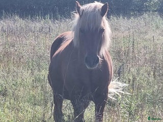 foderhäst Islandshästar söker Fodervärd i Hägersten - Annons 1