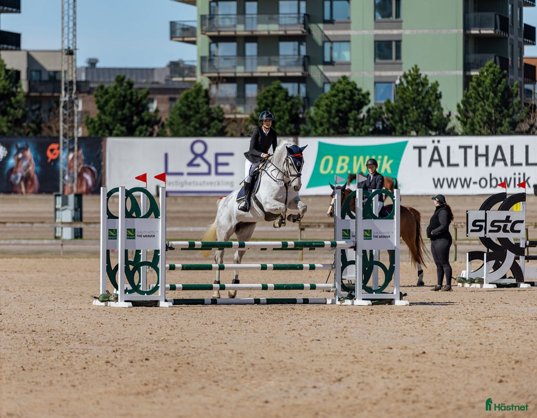 Allround hästar till salu: Fin hopphäst med kapacitet i Göteborg - Bild 5