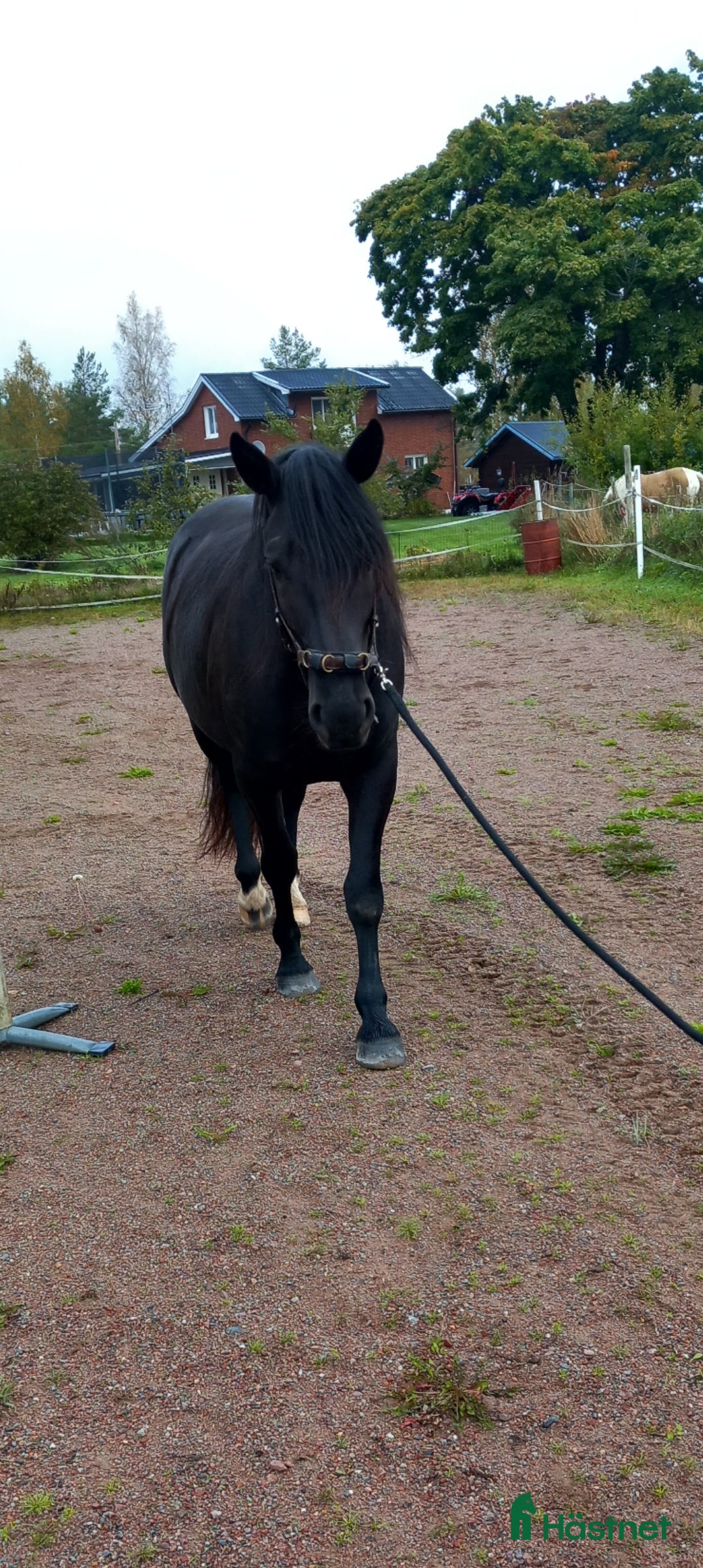 Allround hästar till salu: Snyggt sto söker bästa kompis i Falun - Annons 7